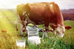 Cow Milk advantages, Cow Milk for health, ten health benefits of consuming cow milk, Older people