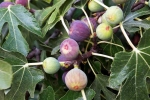 Figs research, Figs non-vegetarian, are figs really vegetarian or non vegetarian, Vegan