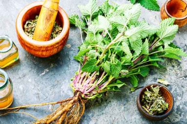 All about Lemon Balm and its Health Benefits