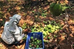 Mango, Export, nipah effect mango growers in karnataka faces tough time in export, Nipah virus