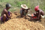 potato farming at home, potato yield per acre, pepsico case potato farmers in gujarat seek compensation for harassment, Snatch