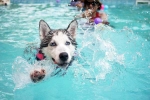 Dog Fitness swimming, Dog Fitness latest, how can swimming boost your dog s fitness, Arthritis