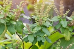 tulsi for skin pigmentation, tulsi for skin pigmentation, tulsi for skin how this indian herb helps in making your skin acne free glowing, Toner