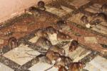 Rats Temple, Temple Full Of Rats, temple where rats are protected, Karni mata